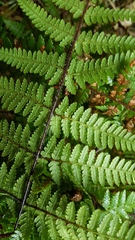 Hypolepis rufobarbata