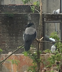 Corvus cornix