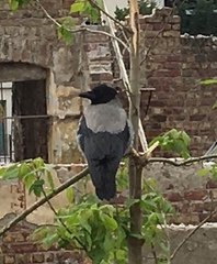 Corvus cornix