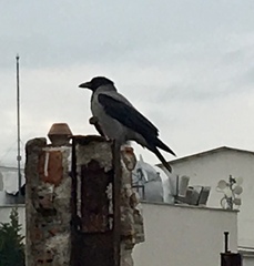 Corvus cornix