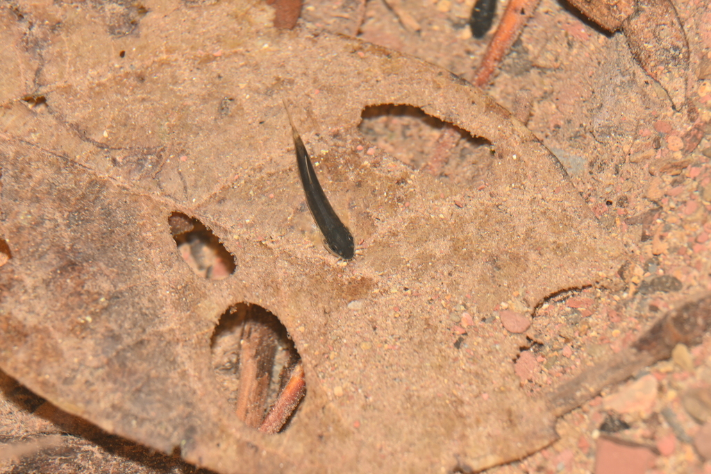 Whitehead's hillstream loach (Protomyzon whiteheadi) — Balitoridae