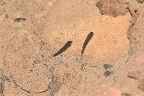 Whitehead's hillstream loach (Protomyzon whiteheadi) — Balitoridae — 3