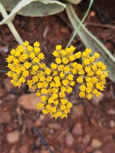 Image of Helichrysum acutatum by (c) Nic Knott-Craig, some rights reserved (CC BY-SA)