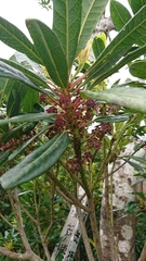 Daphniphyllum teijsmannii