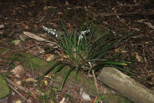 Ophiopogon jaburan