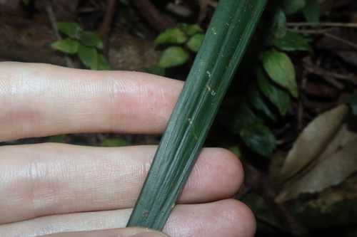 Image of Ophiopogon jaburan by (c) Thomas Mesaglio, some rights reserved (CC BY)