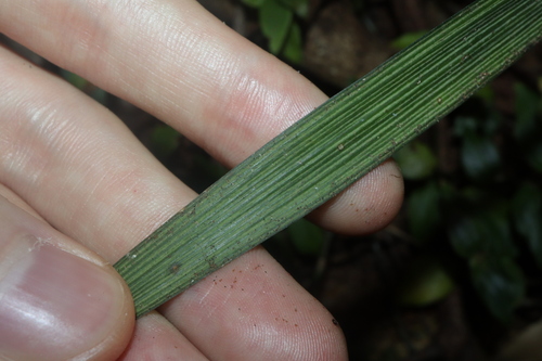 Ophiopogon jaburan