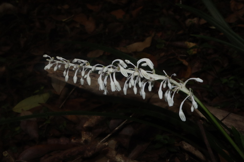 Image of Ophiopogon jaburan by (c) Thomas Mesaglio, some rights reserved (CC BY)