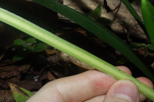 Ophiopogon jaburan