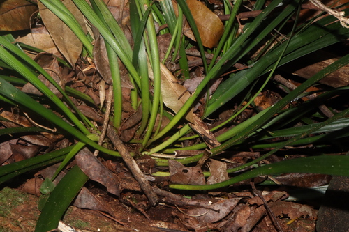 Foto de Lírio-do-amazonas