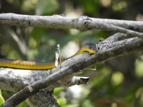 Common Tree Snake sighting