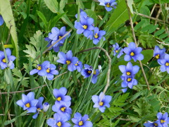 Sisyrinchium pruinosum