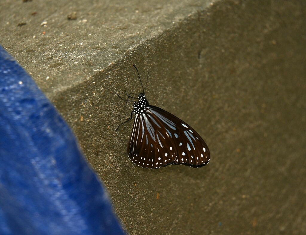 Parantica luzonensis from Tambunan, Sabah, Malaysia on January 7, 2024 ...