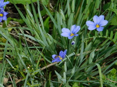 Sisyrinchium pruinosum