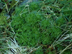 Saxifraga hypnoides