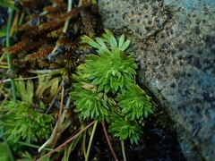 Saxifraga hypnoides
