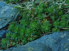 Saxifraga hypnoides