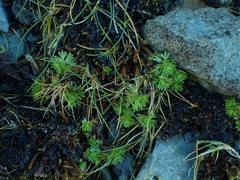 Saxifraga hypnoides