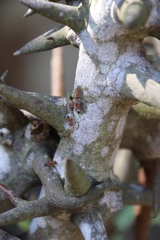 Crematogaster castanea castanea