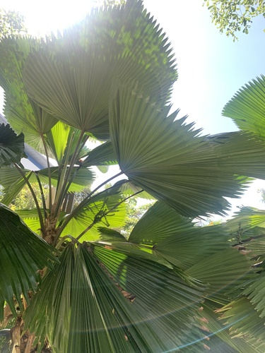 Foto de Palmeira-leque