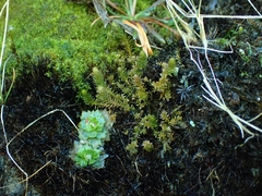 Micranthes stellaris