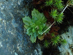 Micranthes stellaris