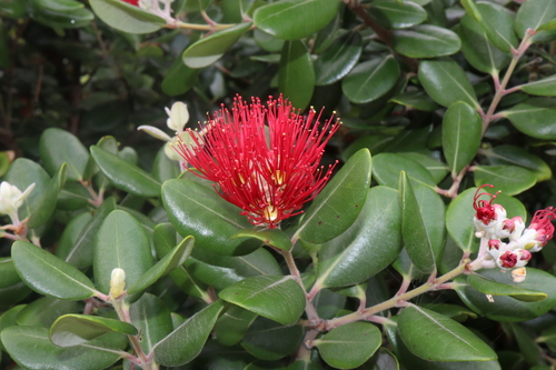 Image of Metrosideros kermadecensis by (c) Thomas Mesaglio, some rights reserved (CC BY)