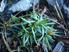 Armeria maritima maritima