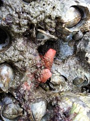 Cnemidocarpa finmarkiensis