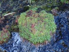 Armeria maritima maritima