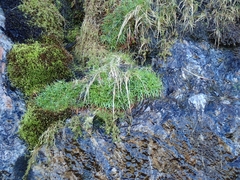 Armeria maritima maritima