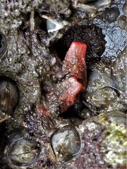 Cnemidocarpa finmarkiensis