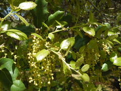 Quercus parvula