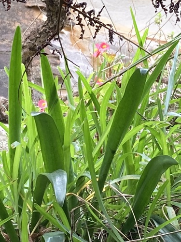 Foto de Begônia