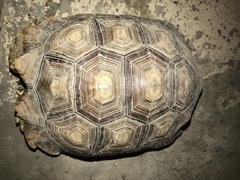 Centrochelys sulcata