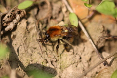 Bombus pascuorum