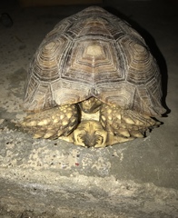 Centrochelys sulcata