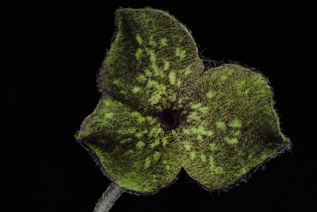Asarum balansae (Asarum balansae)
