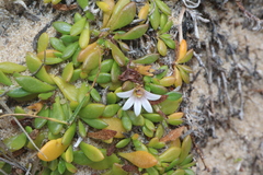 Creeping Selliera (Selliera radicans)