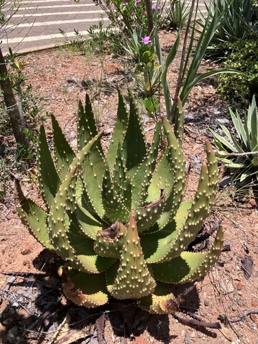 Aloe aculeata
