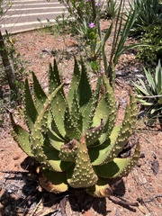 Aloe aculeata, photograph author not stated, no rights reserved