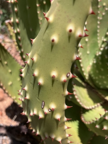 Aloe aculeata, photograph 3