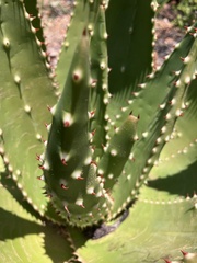 Aloe aculeata, photograph author not stated, no rights reserved