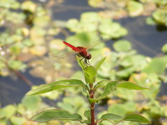 Urothemis signata yiei