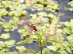 Urothemis signata yiei