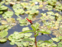 Urothemis signata yiei