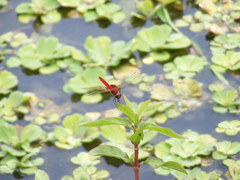 Urothemis signata yiei