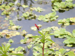 Urothemis signata yiei