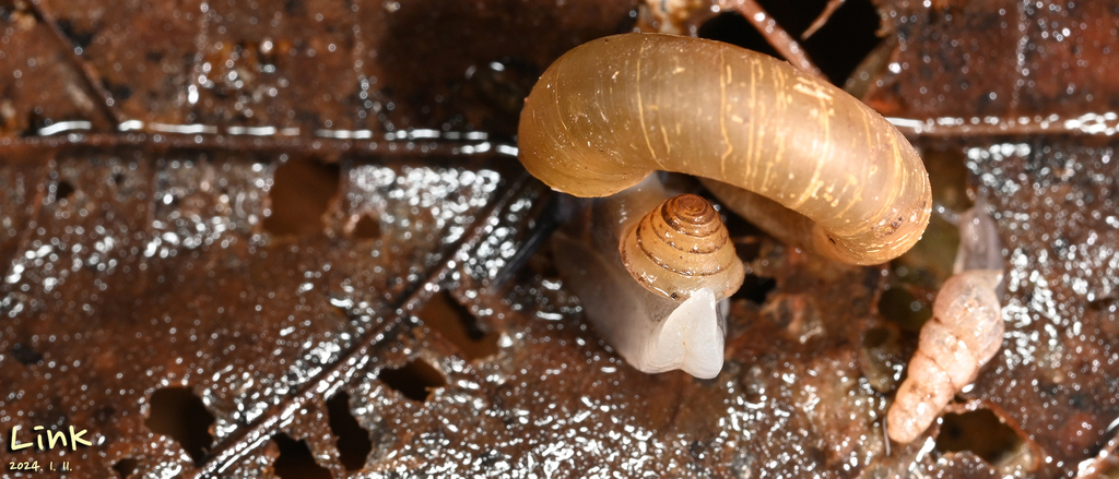 Spirostoma japonicum