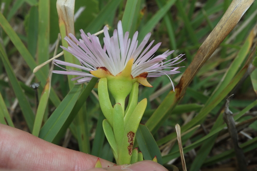 Image of Lampranthus spectabilis by (c) Thomas Mesaglio, some rights reserved (CC BY)